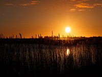 Golden reeds in evening sun
