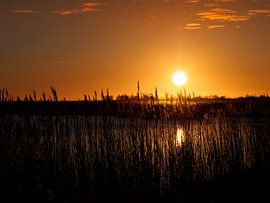 Golden reeds in evening sun by Yvonne Hulzebos