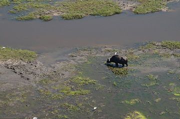 Buffel vanuit de lucht van Erna Haarsma-Hoogterp