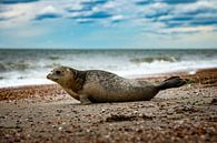 Seal at the Brouwersdam by Paula Romein thumbnail