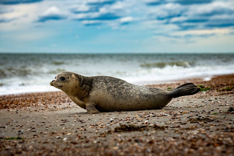 Seal at the Brouwersdam by Paula Romein