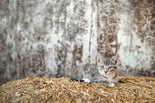 Chaton aventureux dans une vieille grange : récits de découverte et de nostalgie