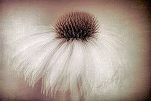 Tanzende weiße Blume