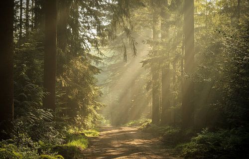 Prachtige sfeer in het bos