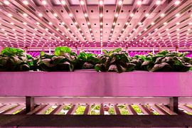 Verticale Landbouw van Bram Becks