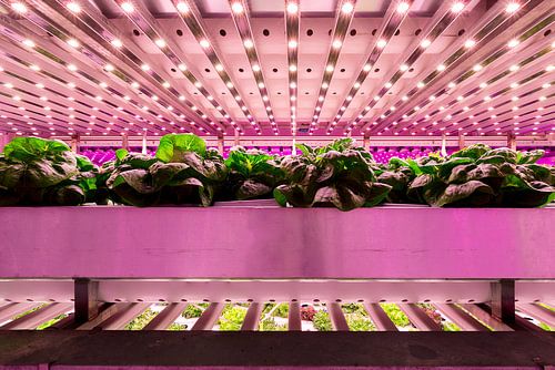 Vertikale Landwirtschaft