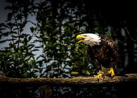 Ungezähmte Majestät - Der Ruf des amerikanischen Weißkopfseeadlers von Exclusive Photos by Erwin Floor