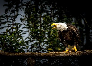 Ungezähmte Majestät - Der Ruf des amerikanischen Weißkopfseeadlers von Erwin Floor