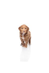 Chien Labradoodle sur fond blanc