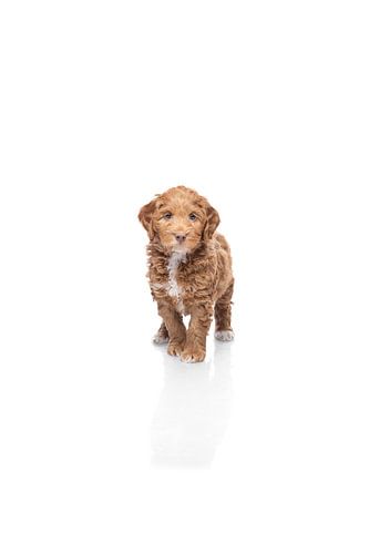 Labradoodle puppy dog on white background