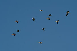 Pelican Armada