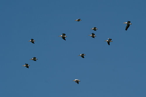 Pelican Armada