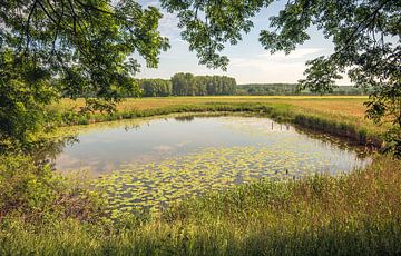 Kleiner See in einem niederländischen Naturschutzgebiet