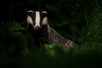 Badger at nighttime