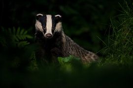 Das in de nacht van Friso Schinkel