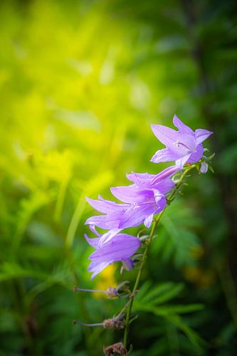 Fleur pourpre