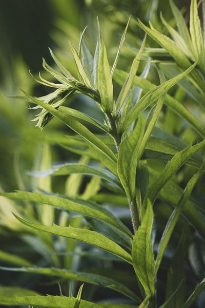 Abstract Green Foliage Close-up by Imladris Images