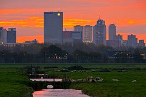 Skyline von Rotterdam vom Polder aus gesehen