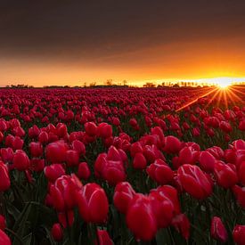 Red tulip field with windmill at sunset by peterheinspictures