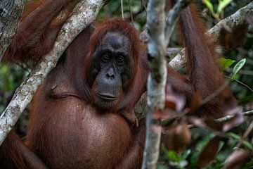 Ein Orang-Utan-Weibchen schaut uns an