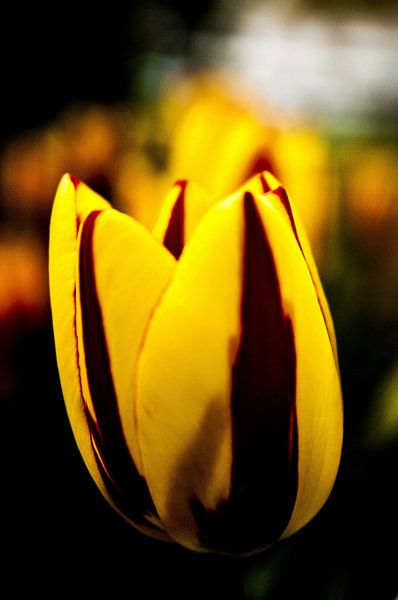 The tulip by Norbert Sülzner