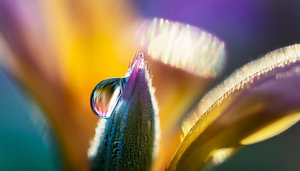 Blumen mit Regentropfen