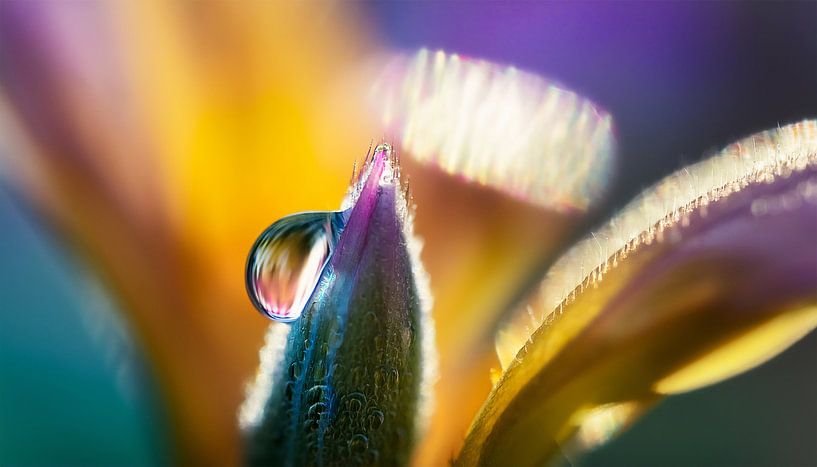 Blumen mit Regentropfen von Mustafa Kurnaz