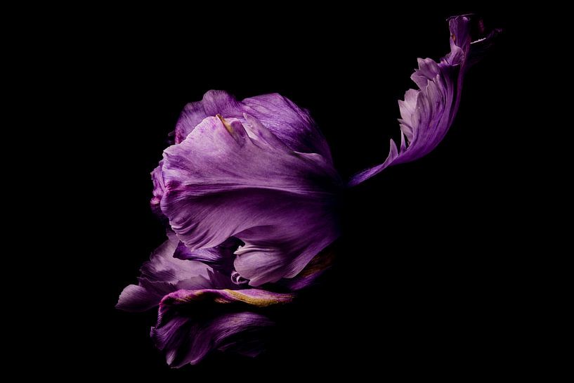 tulip by emile wiersum
