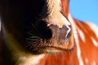 Curious Muzzles