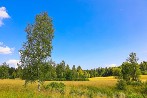 Summer landscape of the Irndorfer Hardt in the Upper Danube Nature Park