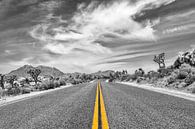 Park Boulevard, Joshua Tree National Park by Melanie Viola thumbnail