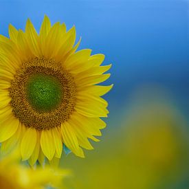 Veld vol zonnebloemen in de Auvergne in Frankrijk van Kneeke .com