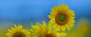Sonnenblumenfeld in der Auvergne in Frankreich