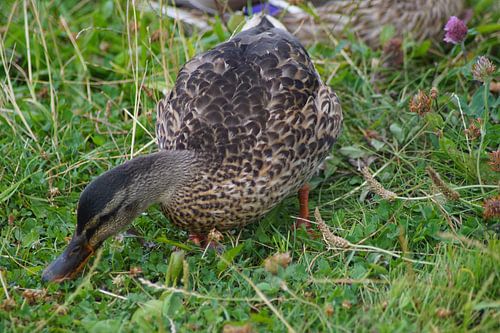 Wilde eend in de wei