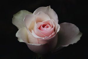 Eine Rose ist es von LHJB Photography