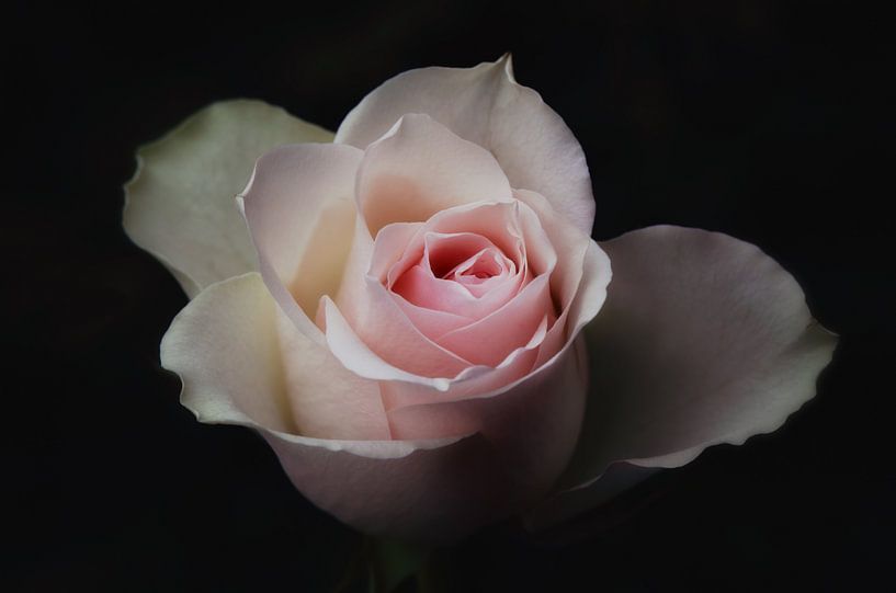 C'est une rose. par LHJB Photography