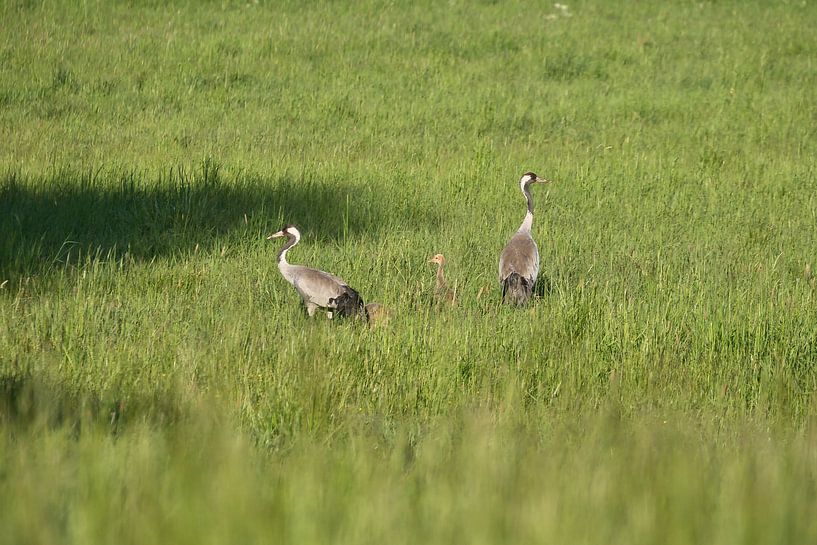 Crane family on a meadow by Martin Köbsch