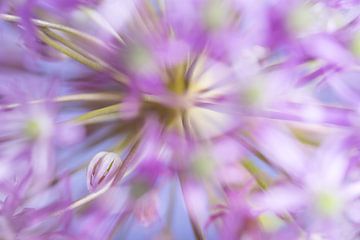 Noch geschlossene Blüte, nahe dem Herzen der Zwiebelknolle (Allium) von Marjolijn van den Berg