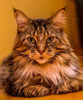 Chat - Portrait d'un mâle Maine Coon