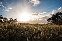 Dunes of Zeeland - Westerschouwen