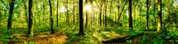 Wonderful forest panorama