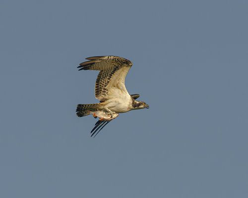 Osprey with prey flying in the sky