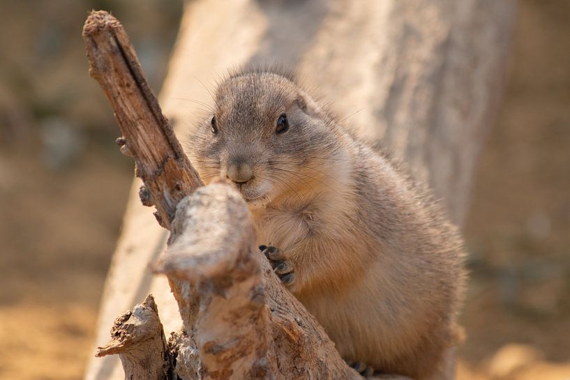shy prairie dog on branch by Floor Wessels