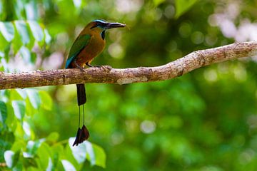 Motmot van Jeroen Meeuwsen