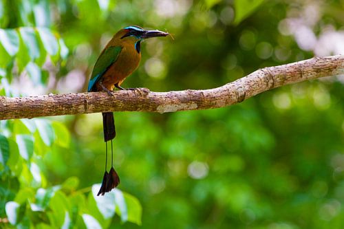 Motmot