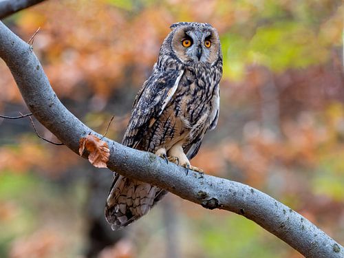 A long-eared owl keeps a lookout