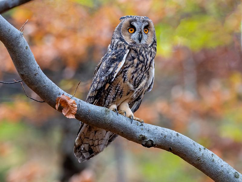 A long-eared owl keeps a lookout by Teresa Bauer