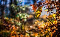 Herfstkleuren. 03 (16x10)