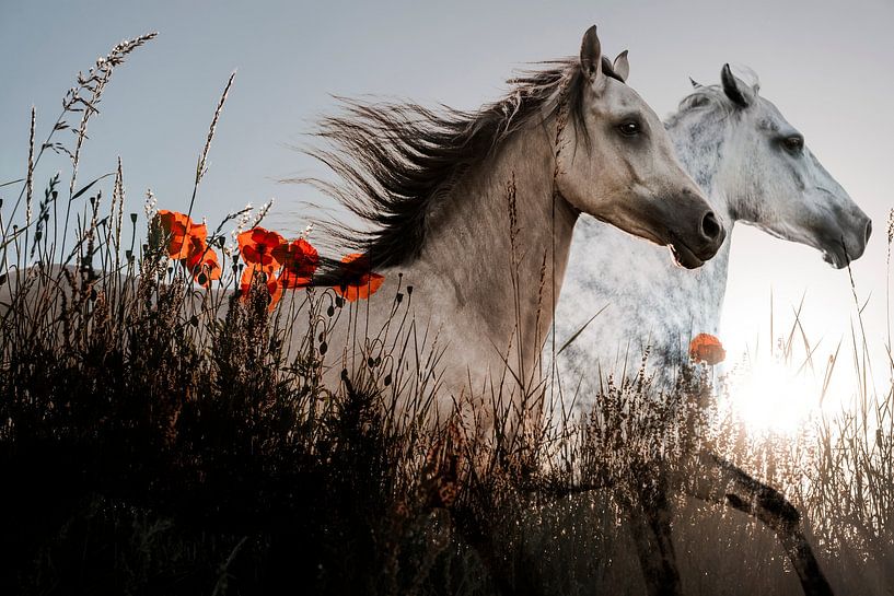 Chevaux en mouvement parmi les coquelicots et la lumière du soleil par Femke Ketelaar