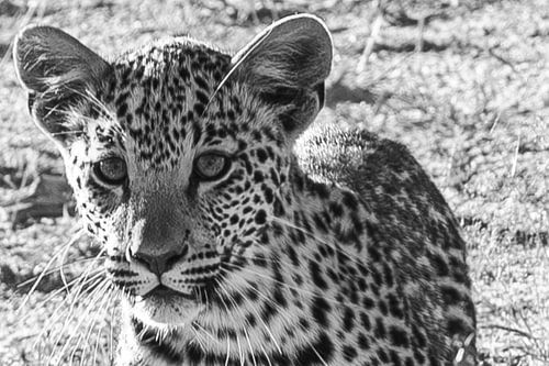 Leopard cub in the morning light - black and white portrait